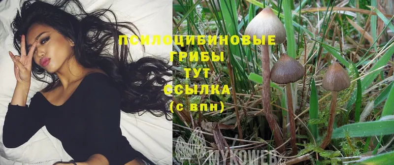 Галлюциногенные грибы Cubensis  Дятьково 